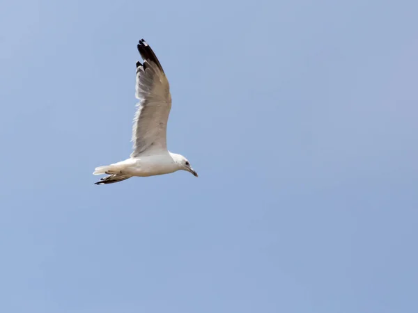Чайка в полете в небе — стоковое фото