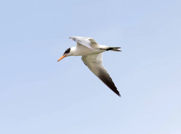 Måsen i flygning i himlen — Stockfoto