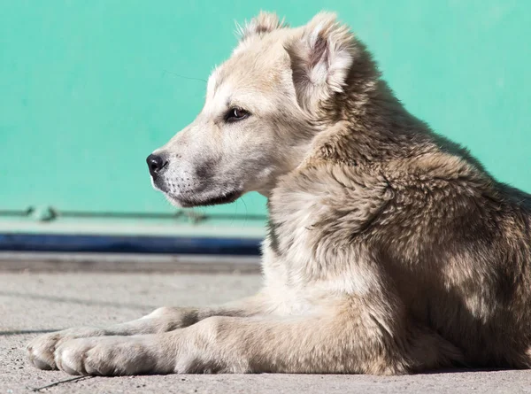 Doğadaki bir köpeğin portresi. — Stok fotoğraf