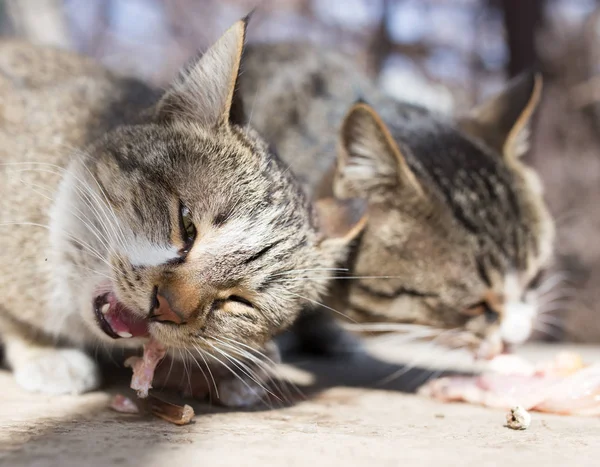 Gato come carne na natureza — Fotografia de Stock