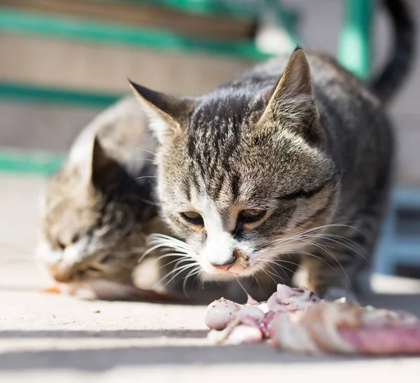 Gato come carne na natureza — Fotografia de Stock