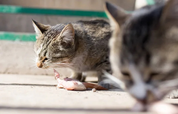 Gato come carne na natureza — Fotografia de Stock