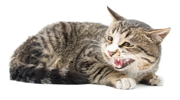 Gattino spaventato sdraiato di fronte. Isolato su sfondo bianco. distogliendo lo sguardo — Foto Stock