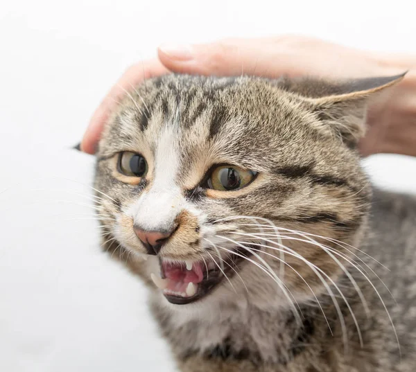 Gato en manos sobre un fondo blanco — Foto de Stock