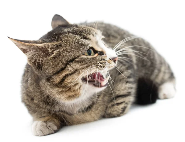 Gatinho assustado deitado à frente. Isolado em fundo branco. olhando para longe — Fotografia de Stock