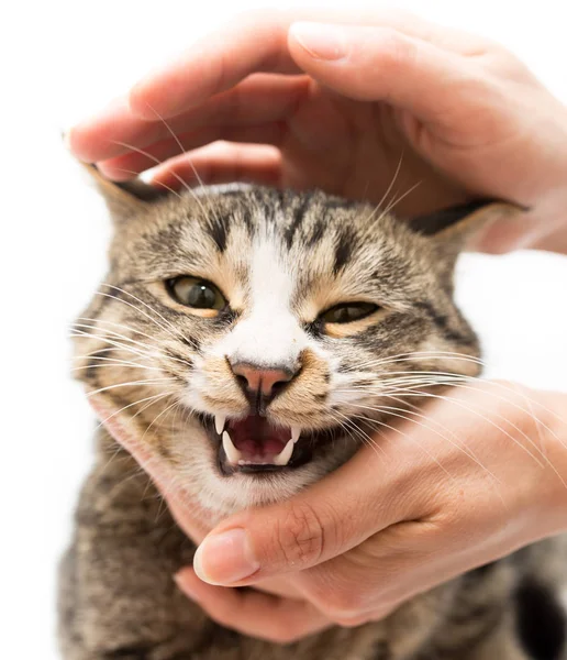 Cat in hands on a white background — Stock Photo, Image