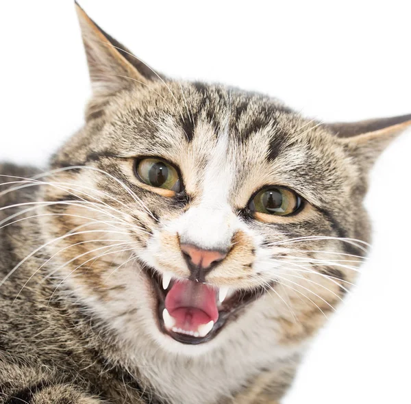 Gatinho assustado deitado à frente. Isolado em fundo branco. olhando para longe — Fotografia de Stock