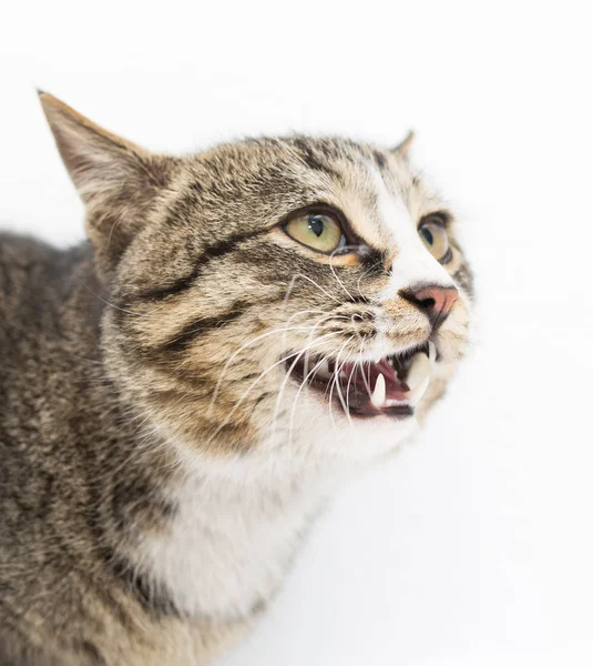 怯えた子猫が前に横たわっていた。白い背景に隔離されている。遠くを見ると — ストック写真