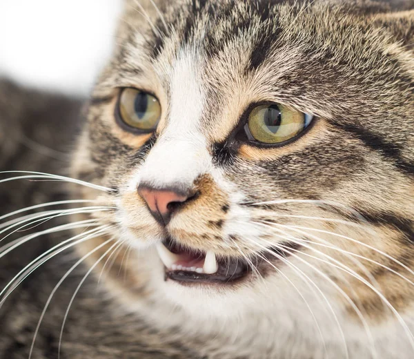 Ritratto di un gatto malvagio. macro — Foto Stock