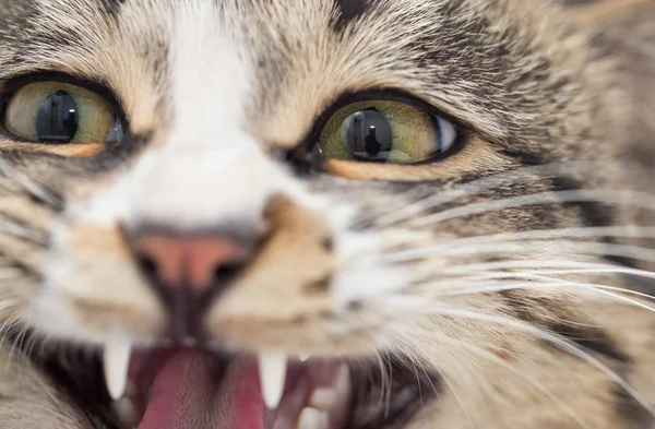 Portret van een boze kat. macro — Stockfoto