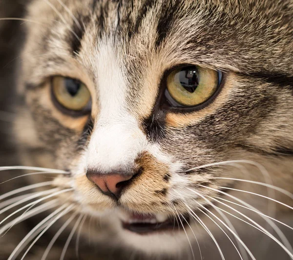 Portrét zlá kočka. makro — Stock fotografie