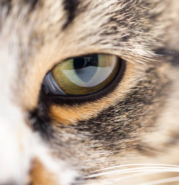 Extreme close-up of green cats eye. — Stock Photo, Image