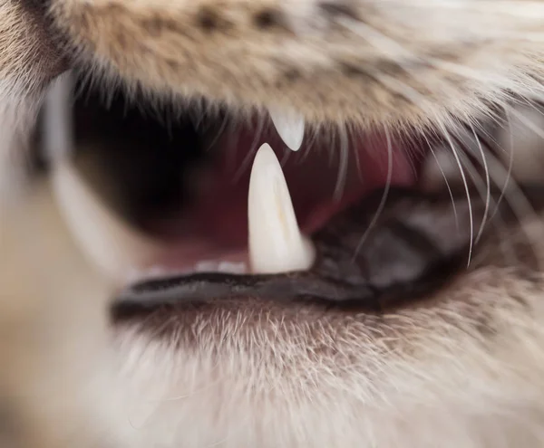 Teeth evil cat as the backdrop. macro — Stock Photo, Image