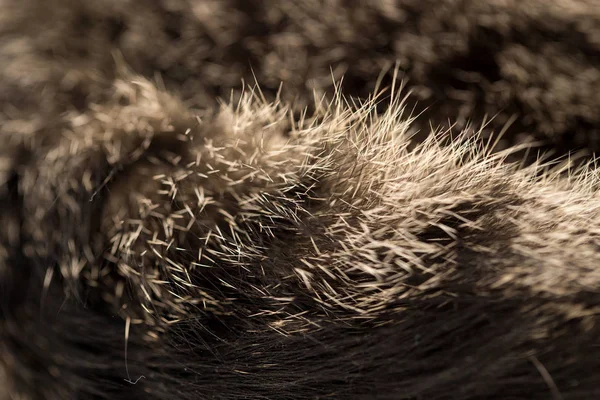 Pêlo de gato como fundo. textura — Fotografia de Stock