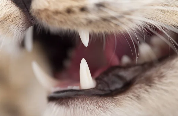 Tanden kwaad kat als achtergrond. macro — Stockfoto