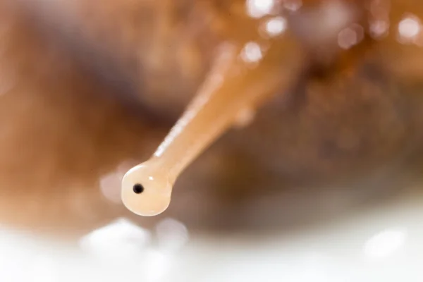 Oko ślimaki. super makro — Zdjęcie stockowe
