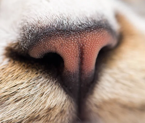 Naso di un gatto maschio a strisce — Foto Stock