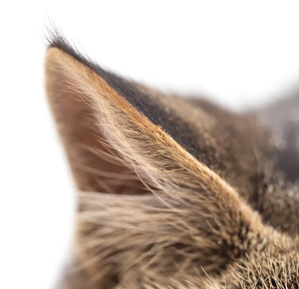 Ear cat as the backdrop. macro — Stock Photo, Image