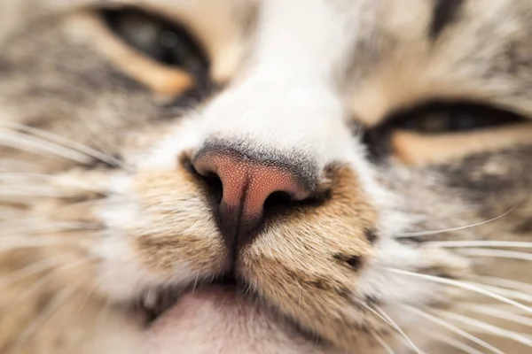 Nose of a striped male cat — Stock Photo, Image