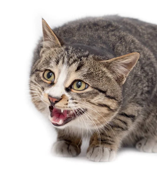 Gatinho assustado deitado à frente. Isolado em fundo branco. olhando para longe — Fotografia de Stock