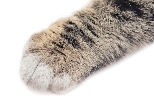 Cats paw on white background — Stock Photo, Image