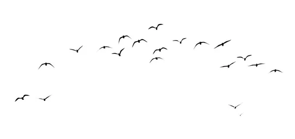 Beyaz arka planda bir kuş sürüsünün silueti — Stok fotoğraf