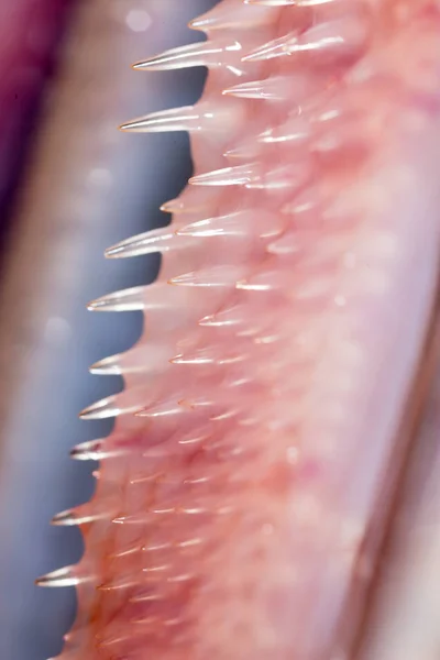 Denti pesce luccio. super macro — Foto Stock