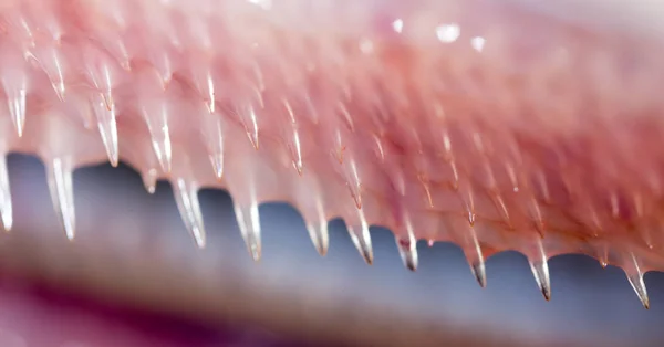 Dents brochet poisson. super macro — Photo