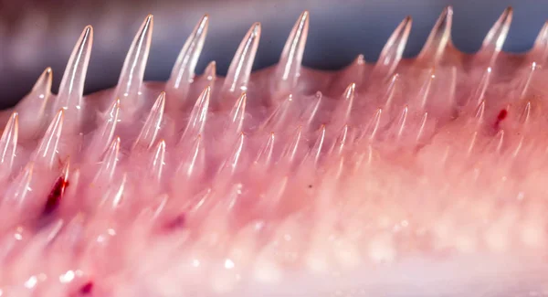 Peixe de lúcio de dentes. super macro — Fotografia de Stock