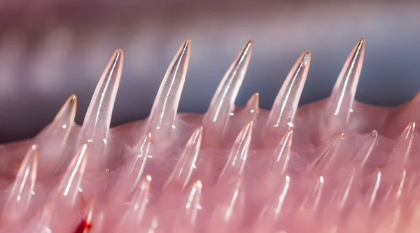 Teeth pike fish. super macro — Stock Photo, Image