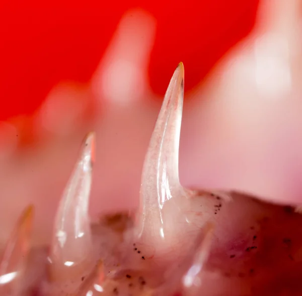 Zuby štika ryb. Super makro — Stock fotografie