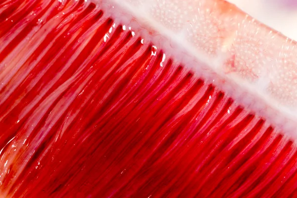 Pike solungaçları balık. Super makro — Stok fotoğraf