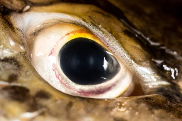 Рыба-щука. супер макрос — стоковое фото