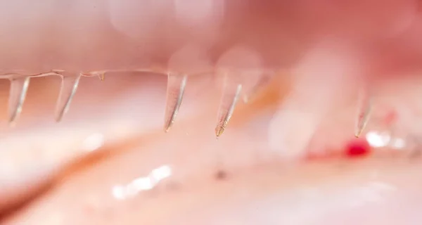 Зубы щуки. супер макрос — стоковое фото