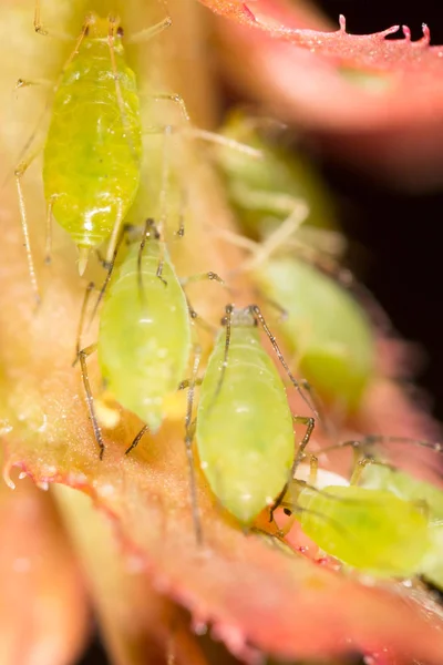 Extreme magnification - Green aphids on a plant — Stock Photo, Image