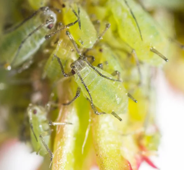 Aumento extremo - áfidos verdes en una planta —  Fotos de Stock