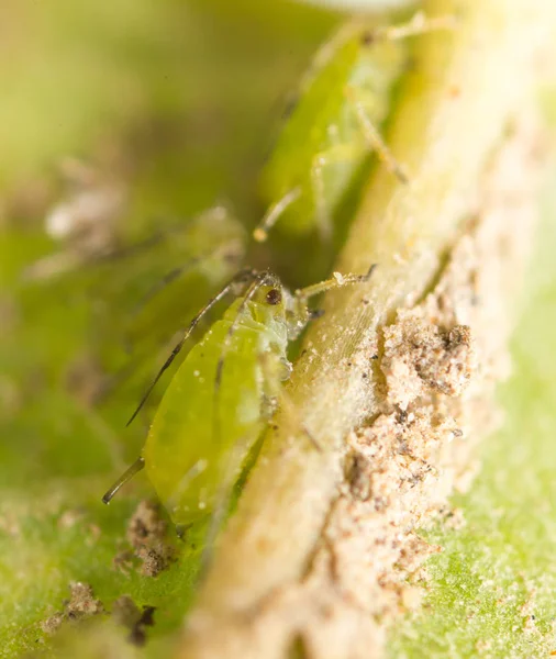 Extreme Vergrößerung - Grüne Blattläuse an einer Pflanze — Stockfoto