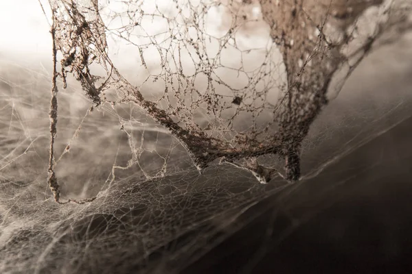 Old cobwebs on the wall as background — Stock Photo, Image