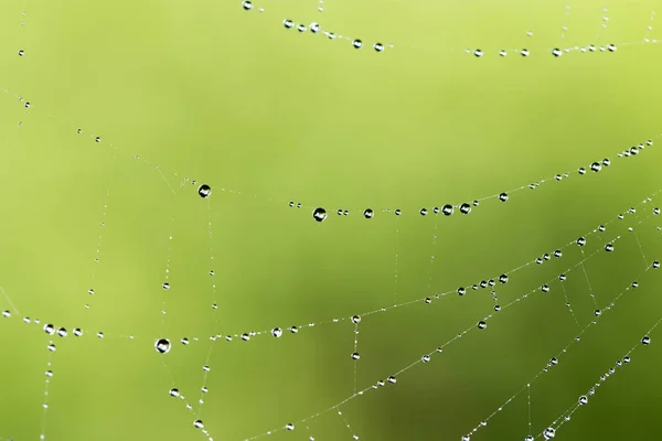 Water droplets on a spider web in nature — Stock Photo, Image