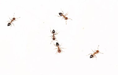 Beyaz duvardaki karıncalar