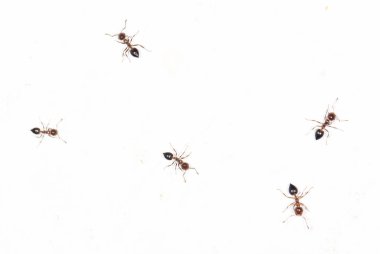 Beyaz duvardaki karıncalar