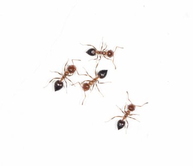 Beyaz duvardaki karıncalar