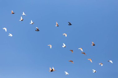 güvercin mavi gökyüzü üzerinde Flock