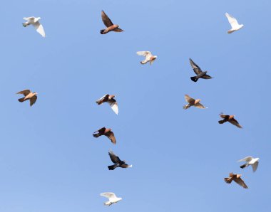 güvercin mavi gökyüzü üzerinde Flock