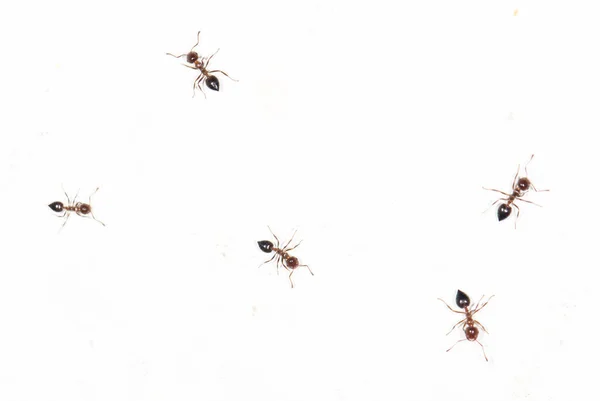 Formigas em uma parede branca — Fotografia de Stock