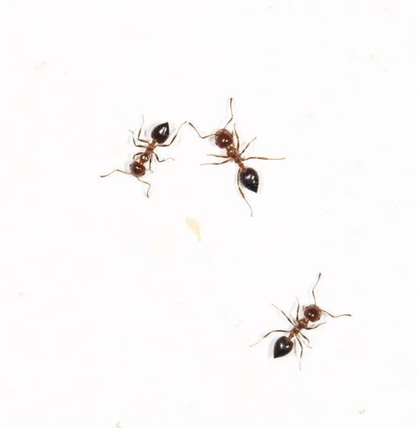 Hormigas en una pared blanca — Foto de Stock