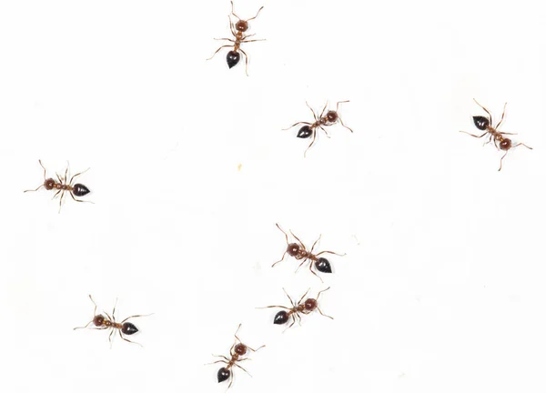 Hormigas en una pared blanca —  Fotos de Stock