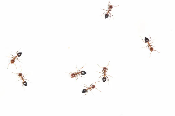 Hormigas en una pared blanca —  Fotos de Stock