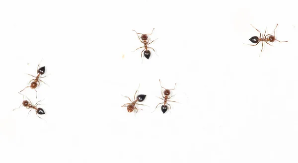 Myror på en vit vägg — Stockfoto