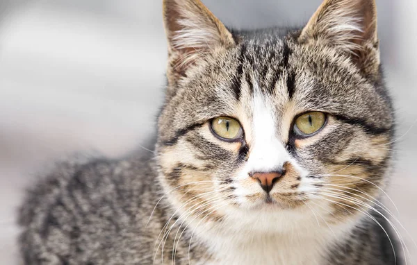 Retrato de un gato en la naturaleza — Foto de Stock